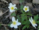 anemone nemorosa