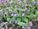 pulmonaria officinalis