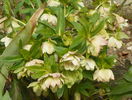 helleborus Double White Spotted