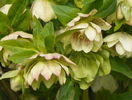 helleborus Double White Spotted