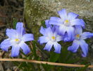 chionodaxa forbesii