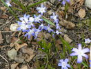 chionodaxa forbesii
