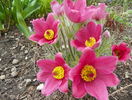 pulsatilla vulgaris