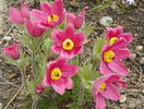 pulsatilla vulgaris