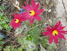 pulsatilla vulgaris