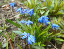 scilla siberica