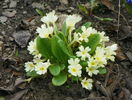 primula acaulis