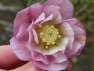 helleborus Double Ellen Pink