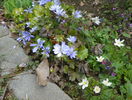 hepatica si anemone