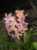 Hyacinth Gypsy Queen (2016, March 28)