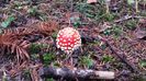 Amanita muscaria