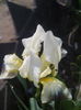 iris pitic alb