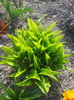 hosta pitica