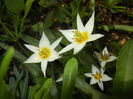 Tulipa Turkestanica (2016, March 28)