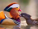 FB_IMG_1459491792954