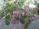 oxalis
