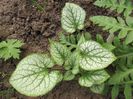 brunnera jack frost