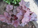 29 martie,heuchera rave on