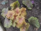 heuchera electra