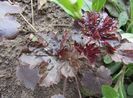 heuchera mars