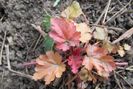 heuchera peach flambe