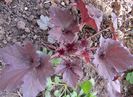 heuchera frosted violet