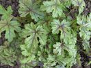 heucherella_tapestry