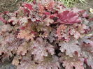 heuchera ginger peach