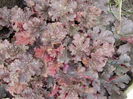 heuchera ginger peach