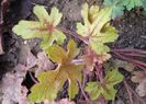 heucherella_Alabama_Sunrise