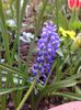 Muscari