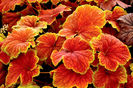 Heuchera_Delta_Dawn_13b