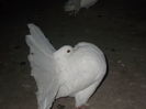 DSCN0814