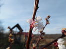 floare de cais??? Surpriza mare!