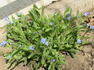 myosotis