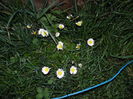 Bellis perenis