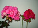 DSC04905