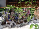 am plantat clematitele
