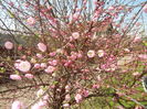 Prunus triloba 92016, March 30)