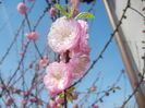 Prunus triloba (2016, March 30)