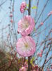 Prunus triloba (2016, March 30)