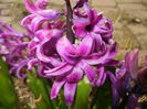 Hyacinth Purple Sensation (2016, Mar.30)