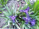 Irisi pitici