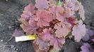 2 aprilie, heuchera delta dawn