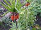 Fritillaria imperialis