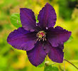 clematis rasputin
