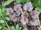 heuchera venus