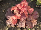 heuchera cherry-cola