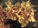 heuchera marmelade