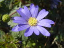 Anemone Blue Shades (2016, March 30)